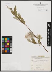 Foto von Salix alba L.